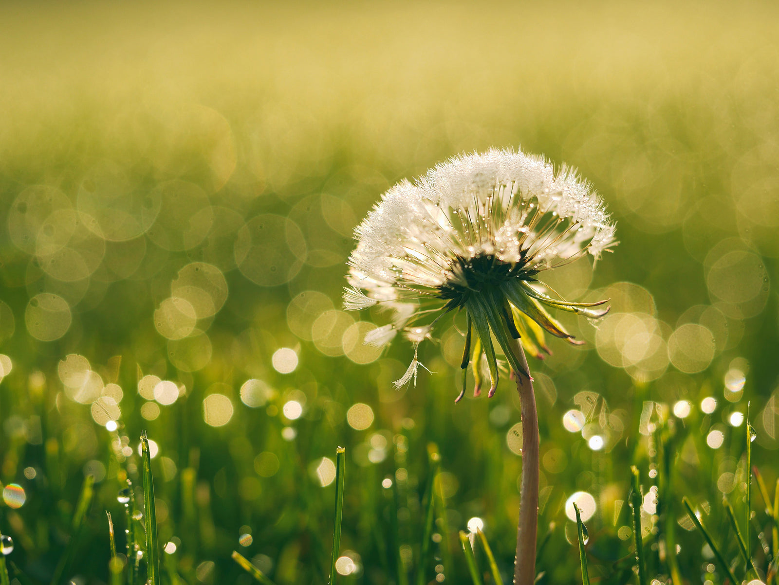 Understanding Systemic Spread