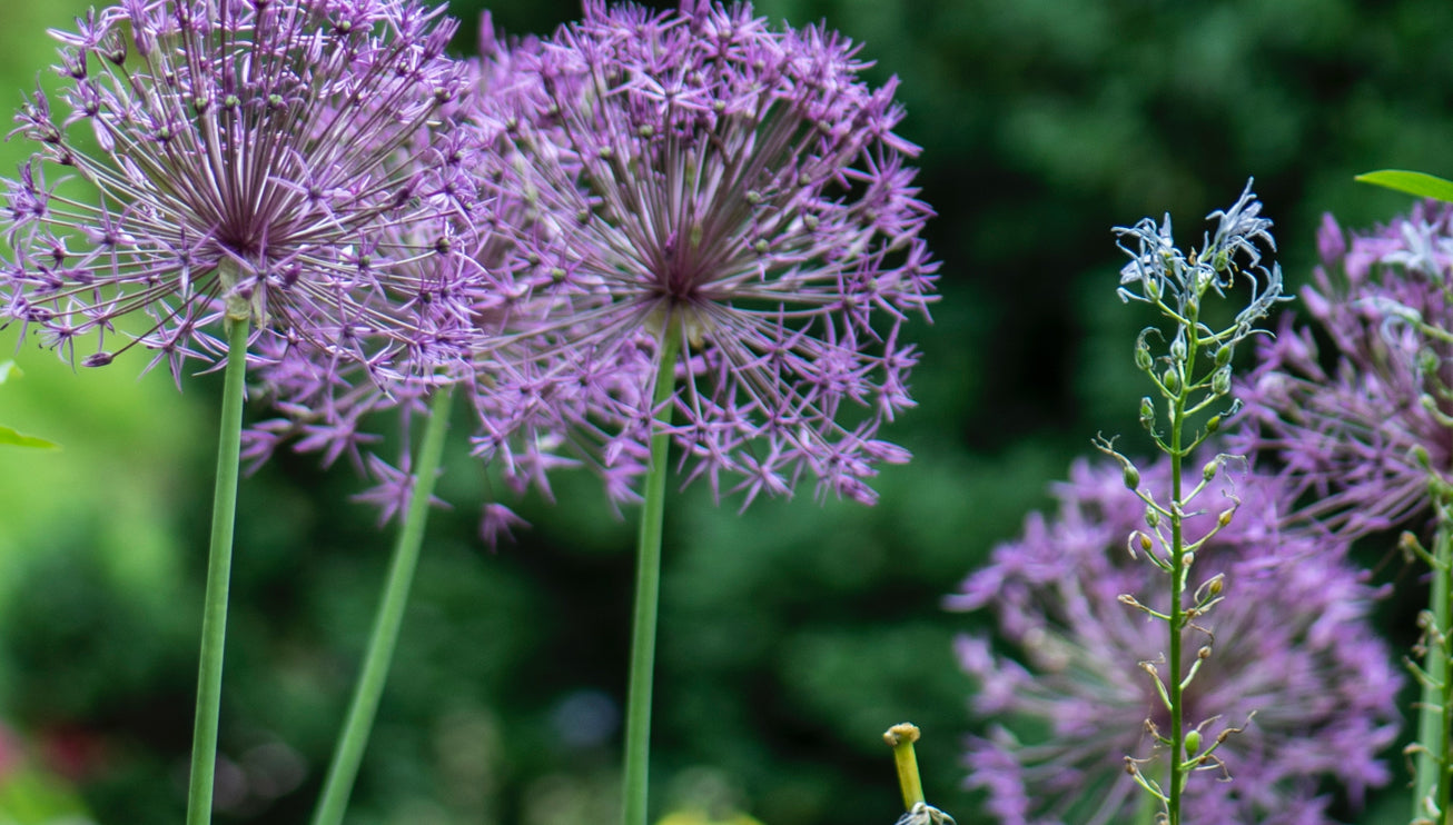 types of breast cancer screening