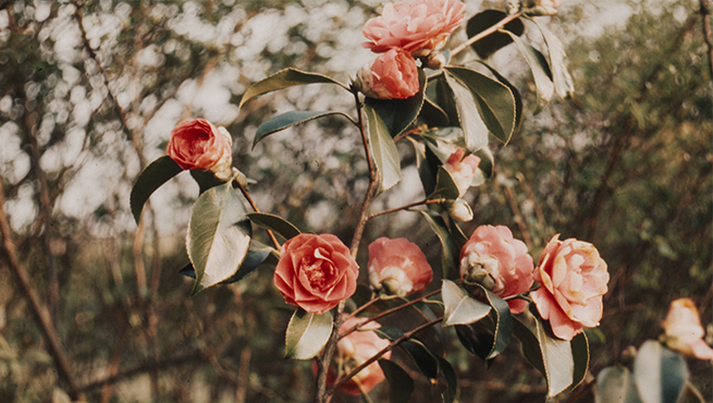 breast biopsy outcomes